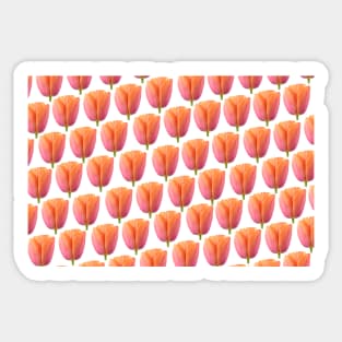 Tulipa  &#39;Orange Dynasty&#39;    Triumph Tulip Sticker